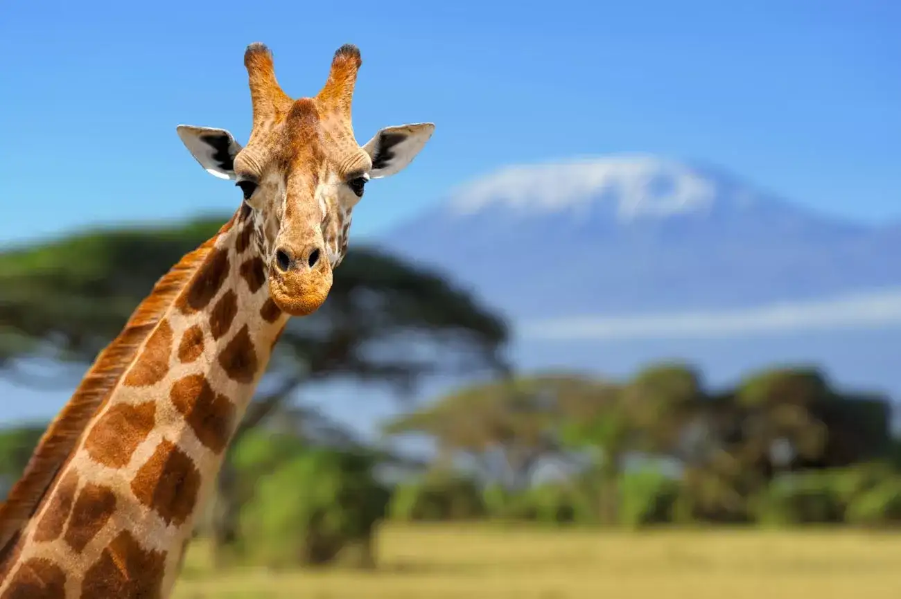 Pacote de viagem Karibu, Quênia e Tanzânia