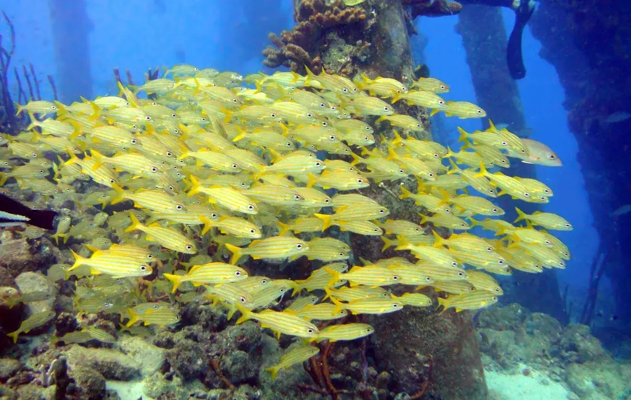 Cardume em Bonaire