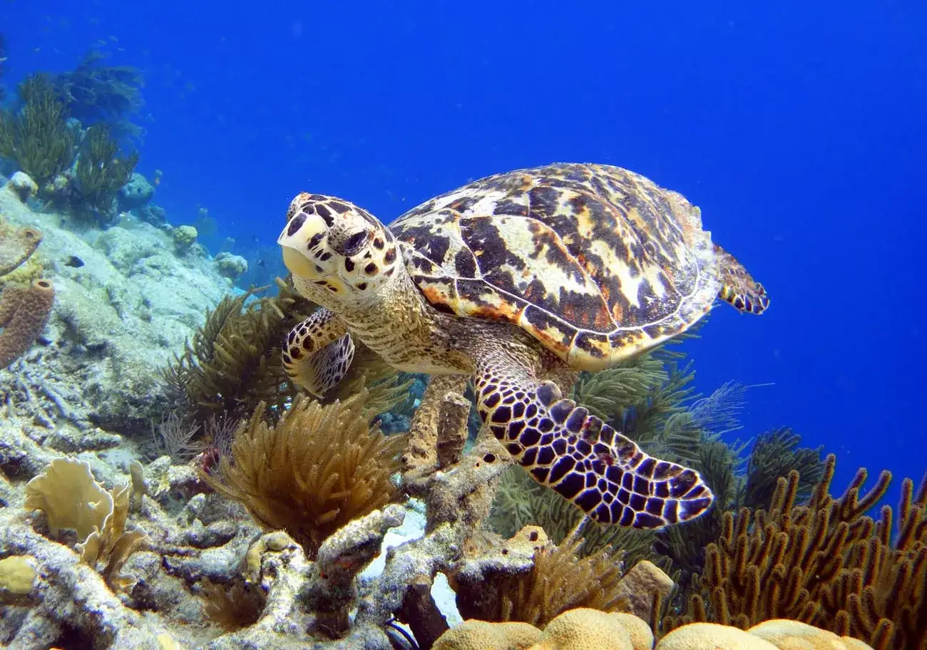 Tartaruga em Bonaire