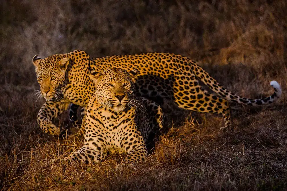 Pacote de viagem Safari Sabi Sabi Bush Lodge