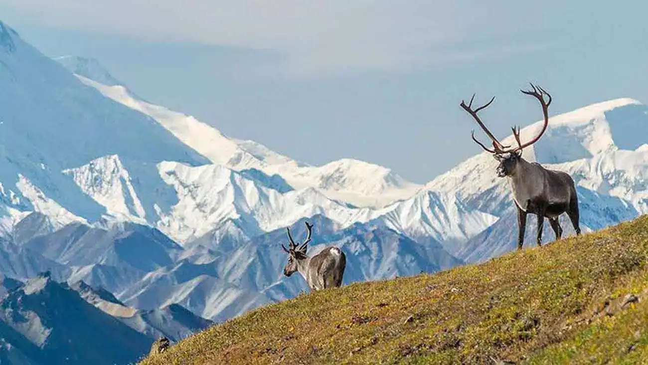 Caribou em Denali, Alaska