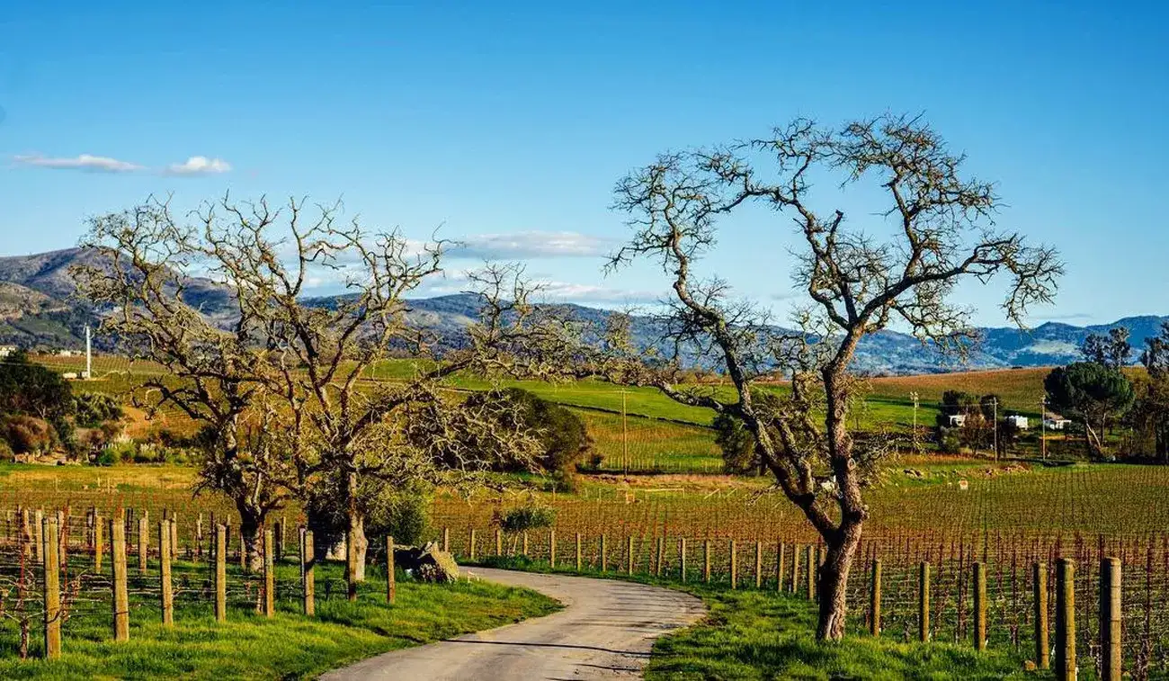 California na Rota dos vinhos