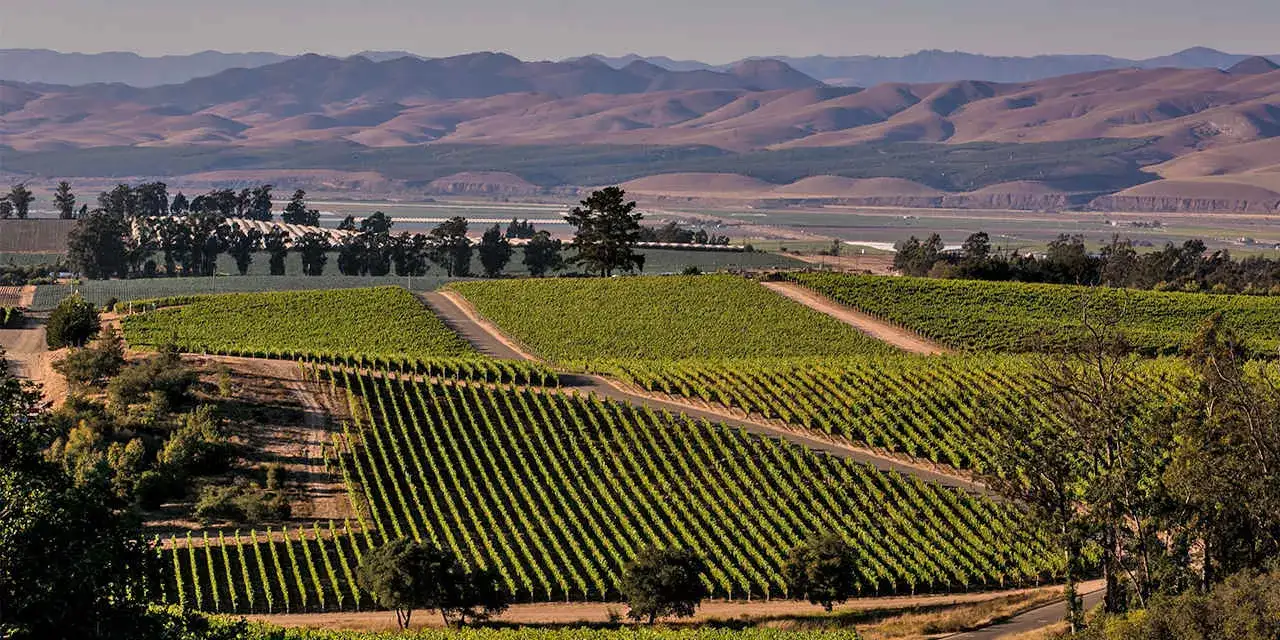 California na Rota dos vinhos
