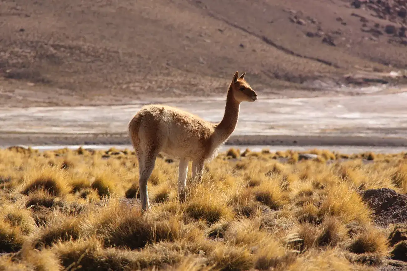 Pacote de viagem Atacama, Pucon e Santiago
