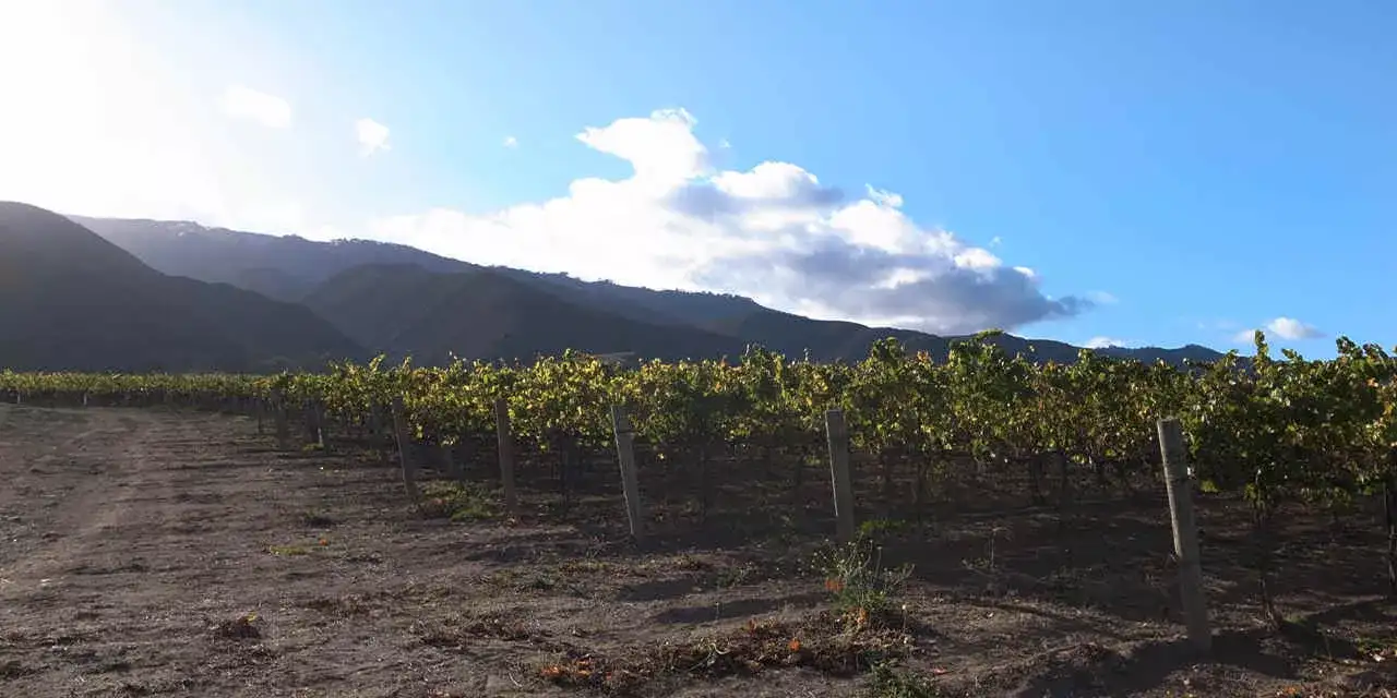 California na Rota dos vinhos