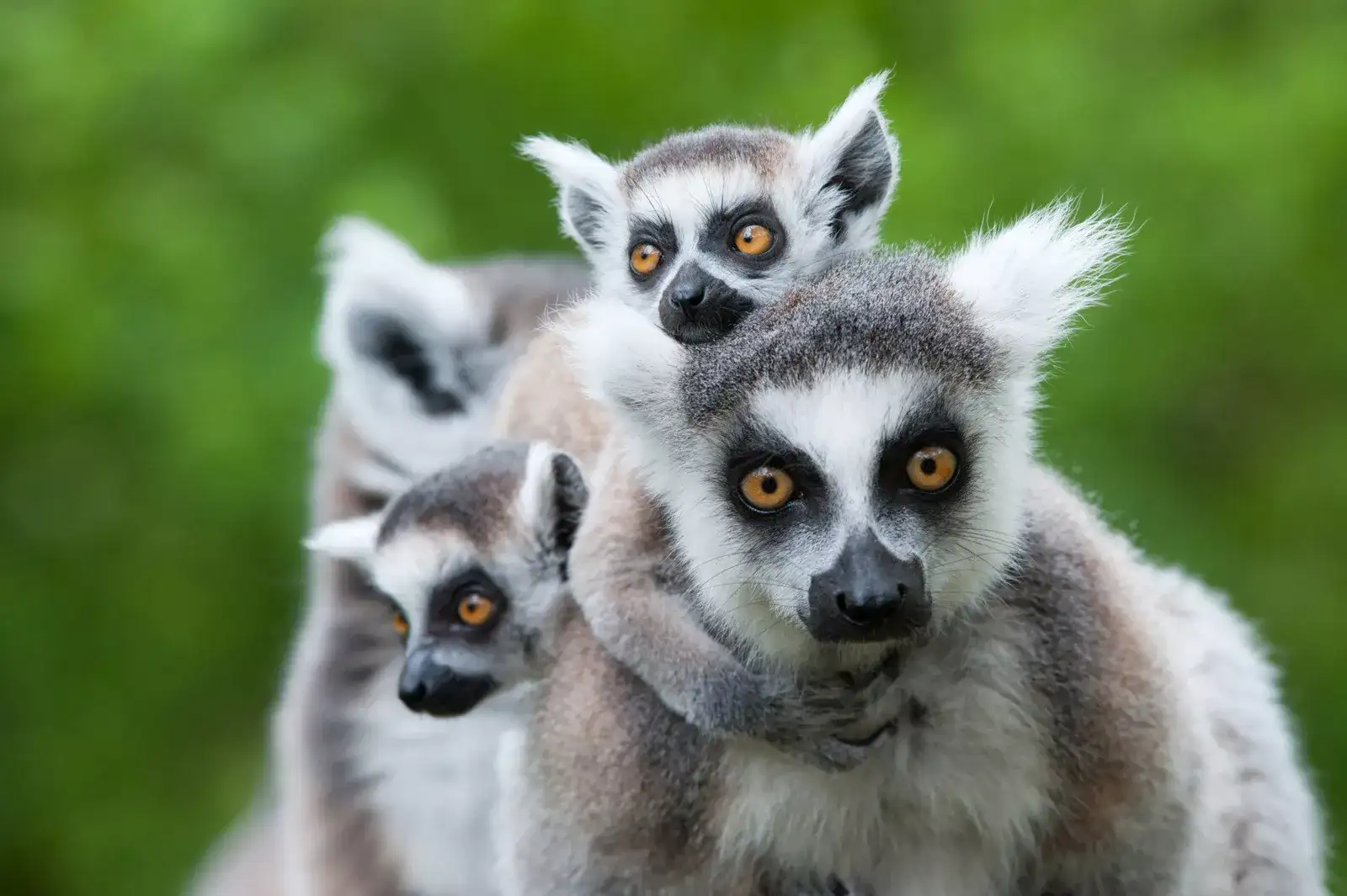 Pacote de viagem Madagascar