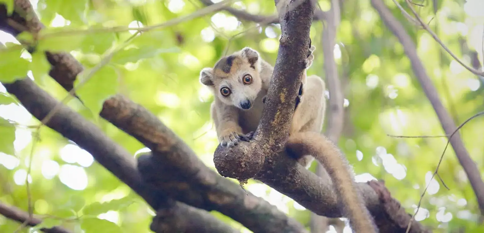 Madagascar Essencial