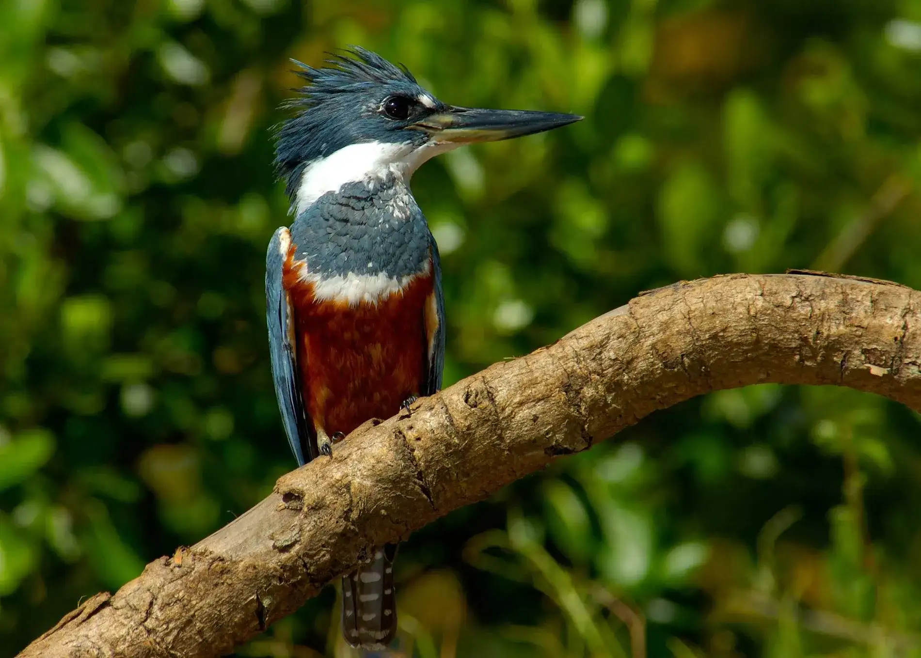 Pantanal em Família