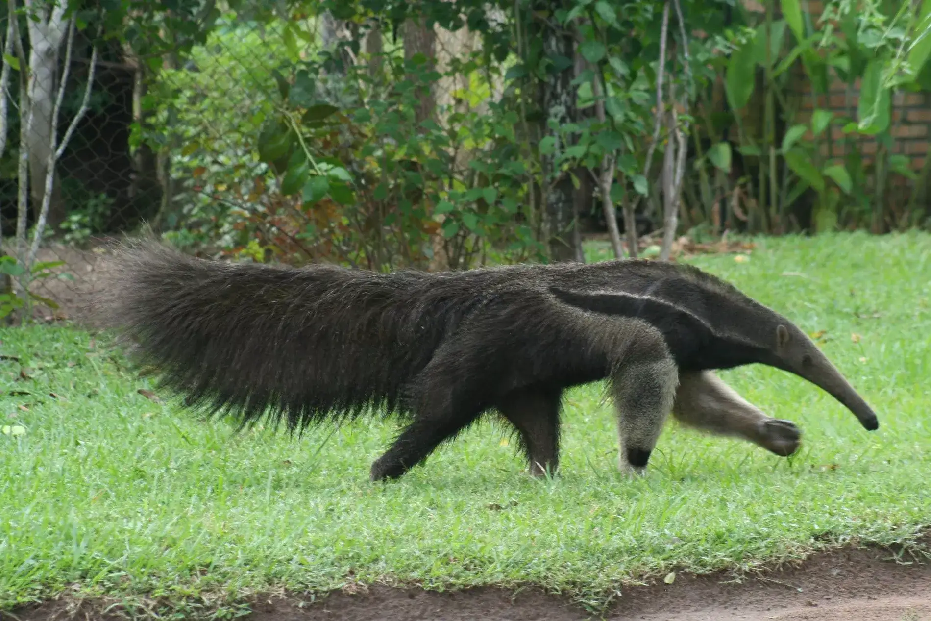 Pantanal em Família