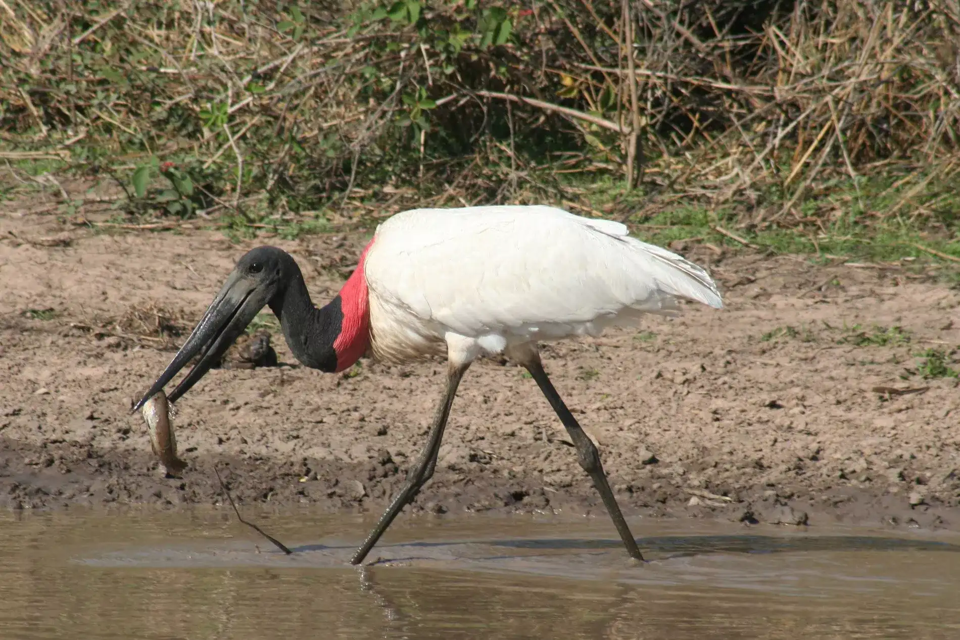 Pantanal em Família
