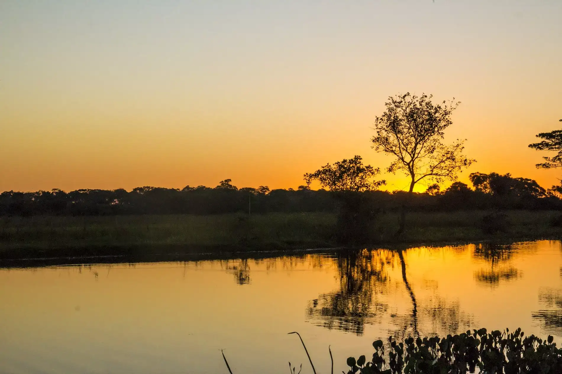 Pantanal em Família