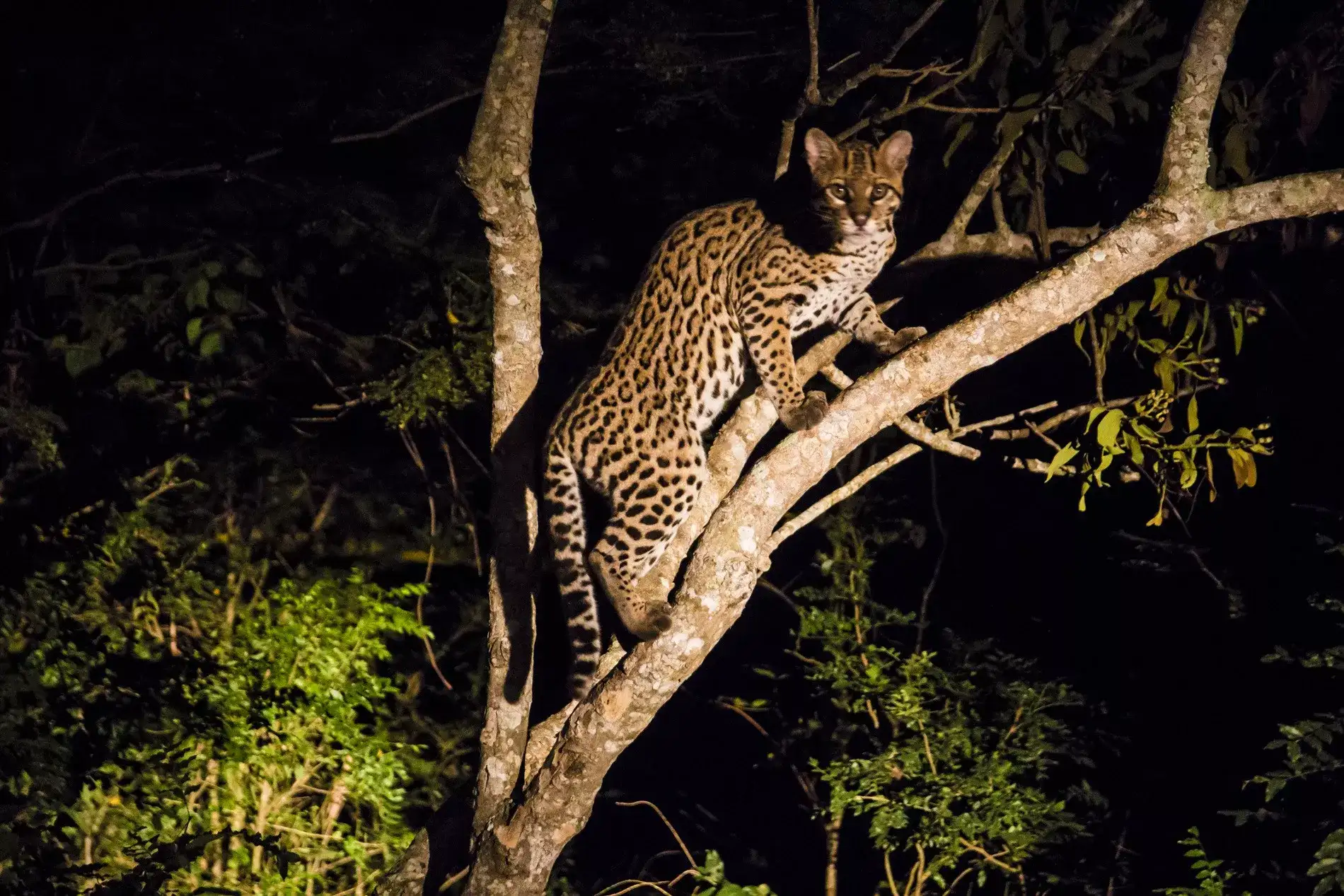 Pantanal em Família