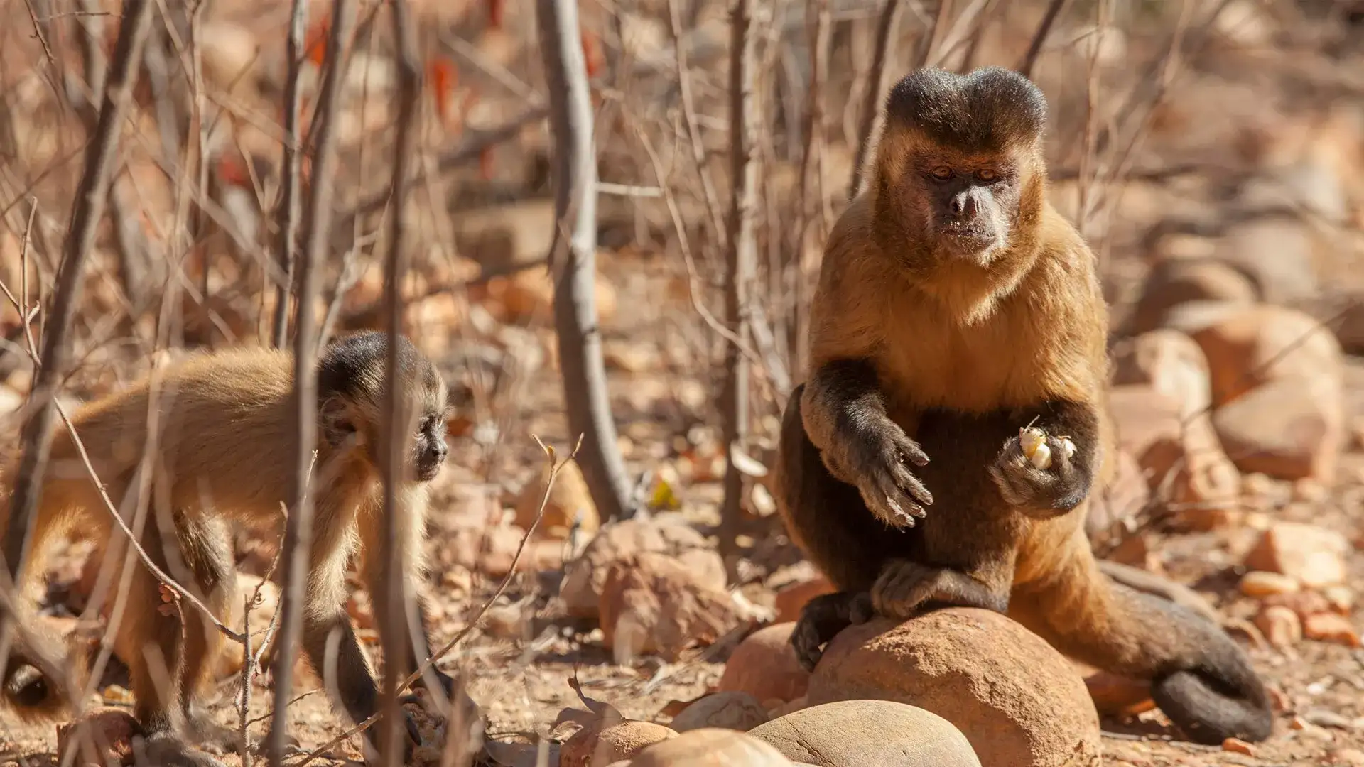 Parque Nacional da Serra da Capivara & Serra das Confusões