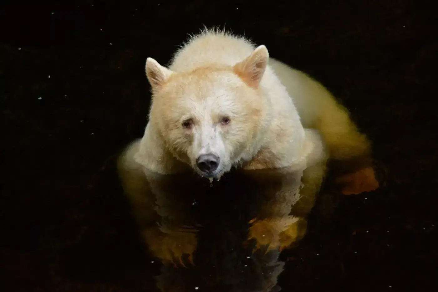 Pacote de viagem Observação de Ursos no Spirit Bear Lodge