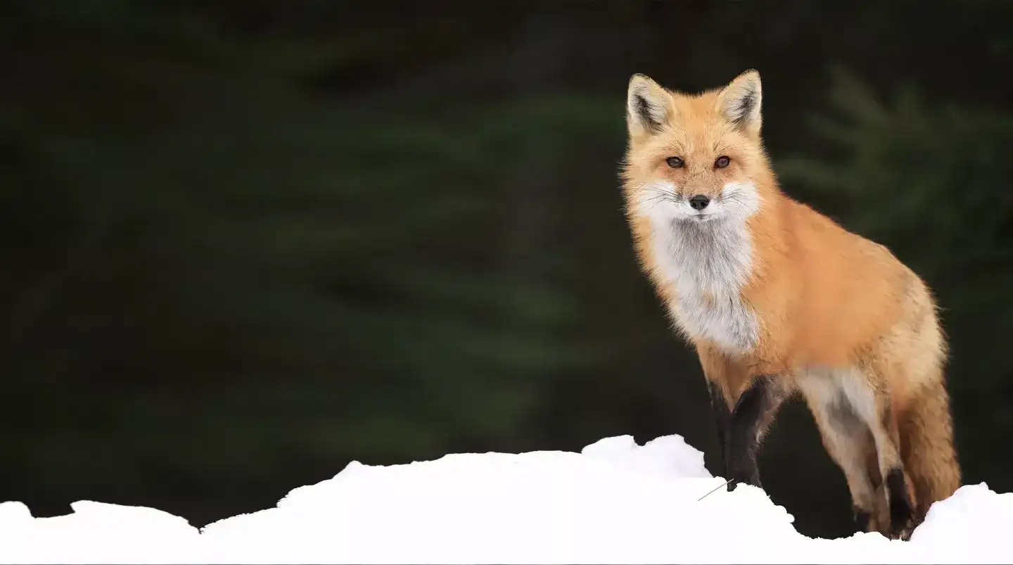 Raposa na neve, Alaska