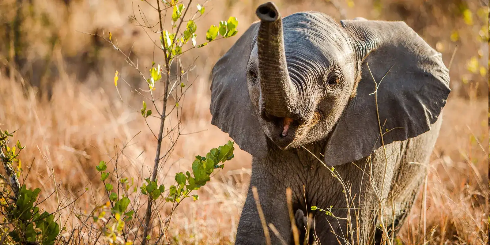 Pacote de viagem África do Sul com Crianças