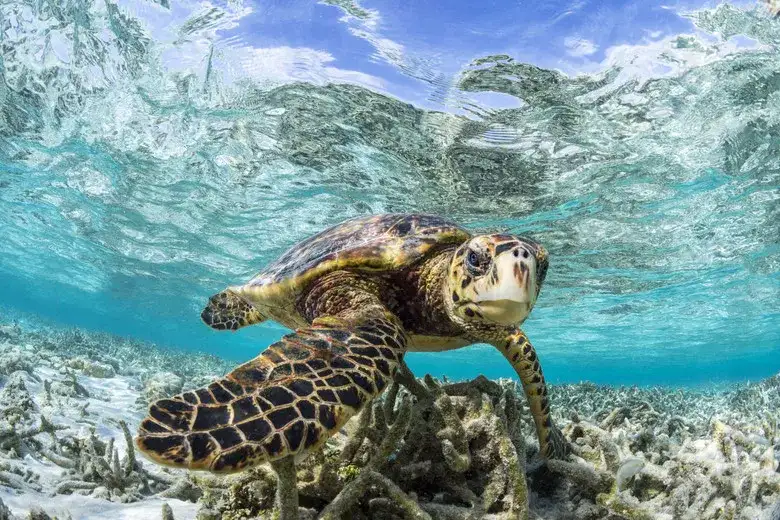 COMO Maalifushi