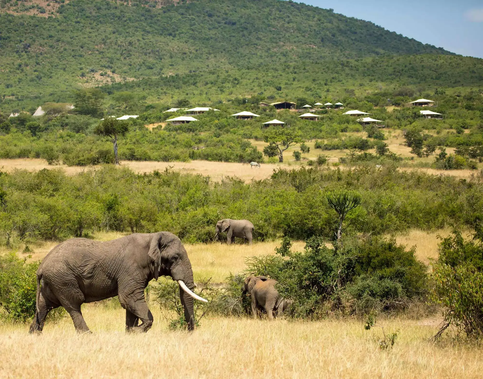 Serengeti Bushtops