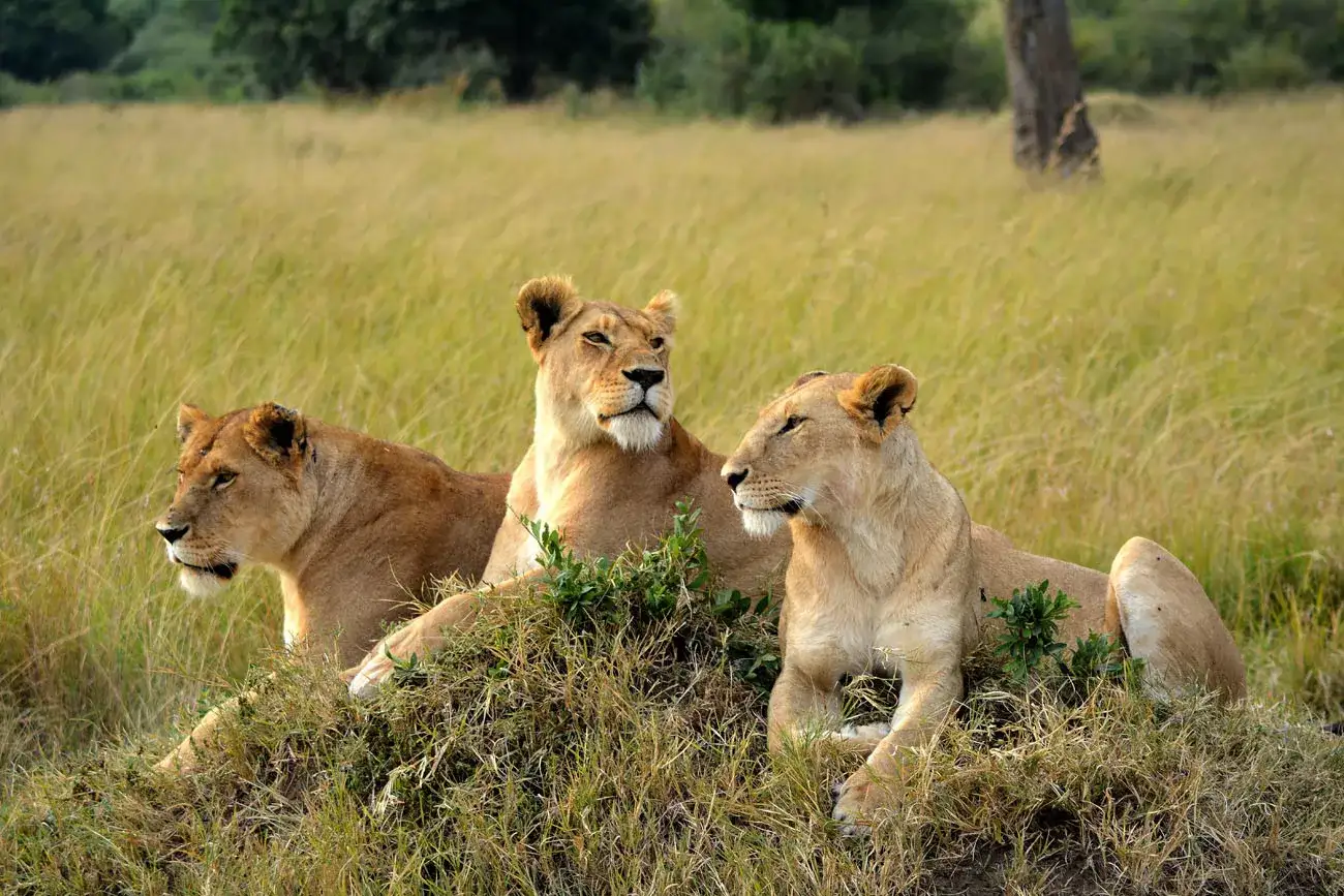 Pacote de viagem Quênia & Tanzânia Safari para Famílias
