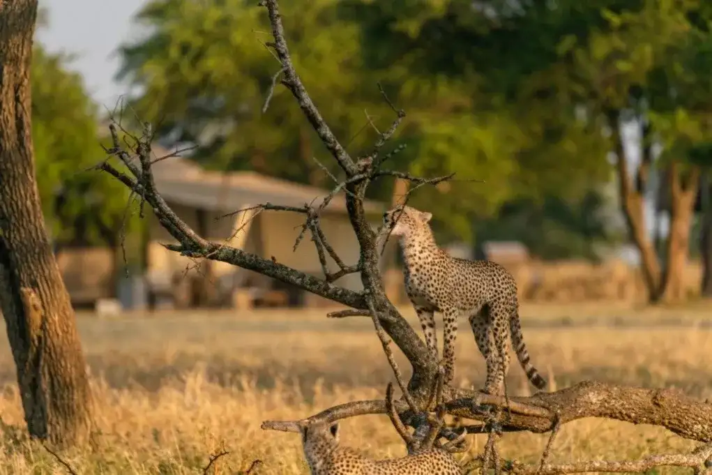 Arusha, Singita & Zuri Zanzibar