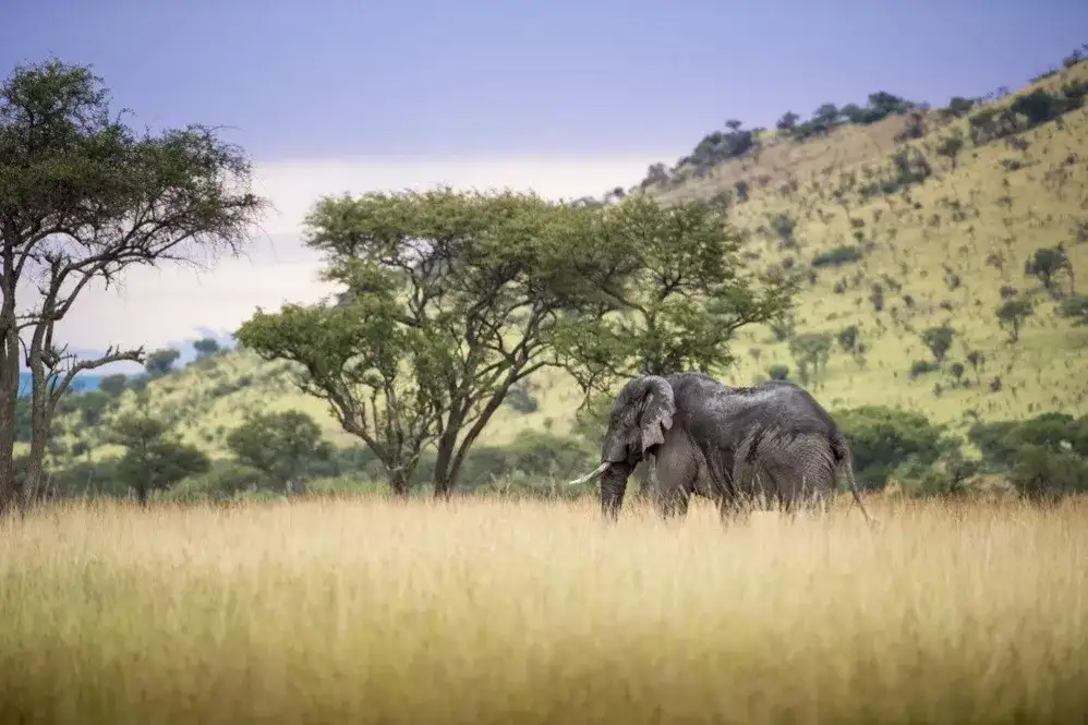 Arusha, Singita & Zuri Zanzibar