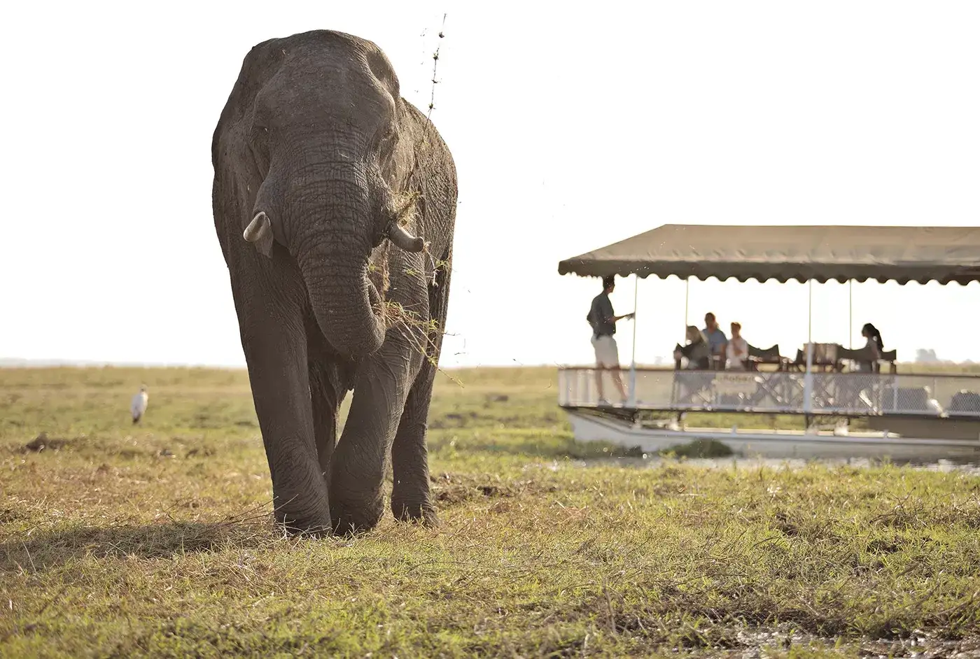 Safari em Delta Okavango e Chobe by andBeyond