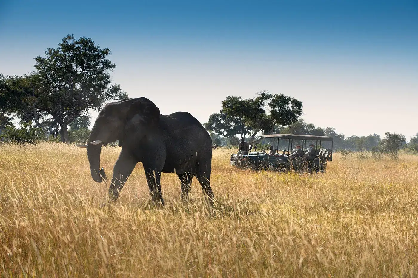 Pacote de viagem Safari na Extraordinária Botswana by andBeyond