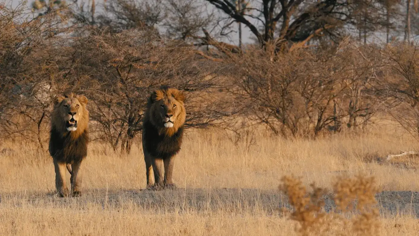 Safari em Botswana Privativo