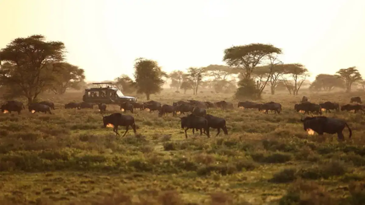 Pacote de viagem Quênia Safari em Família by andBeyond