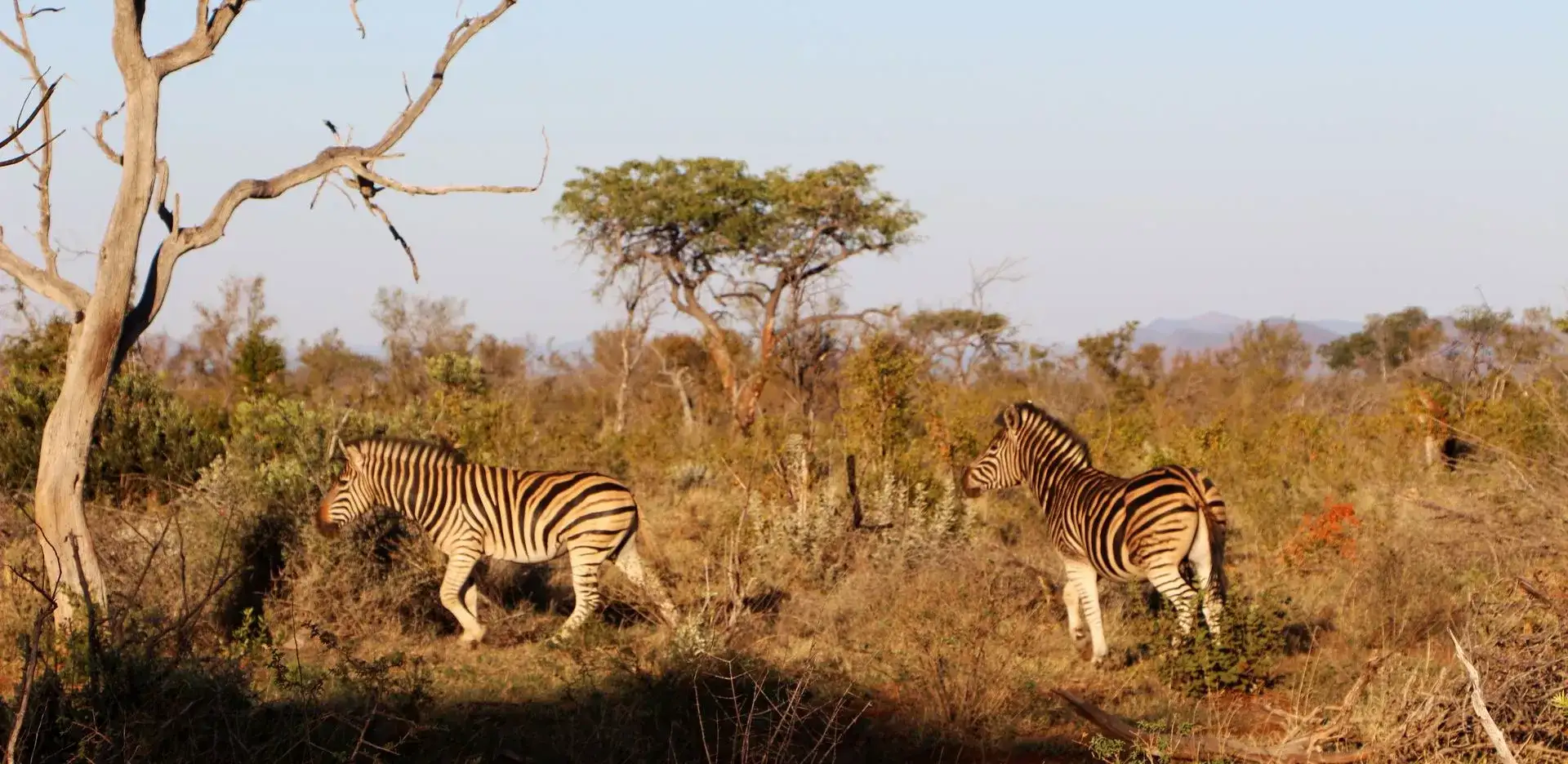 Safari na África do Sul Sabi Sand e Cape Town – Luxury