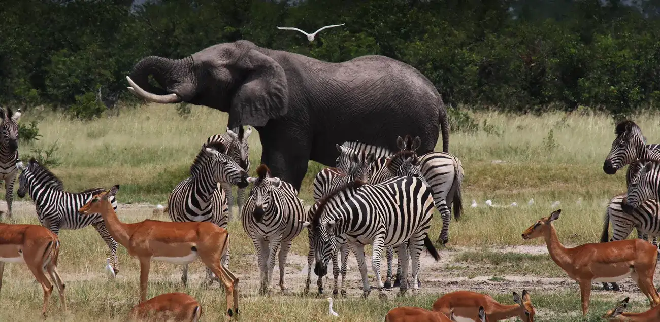 Pacote de viagem Maravilhas de Botswana
