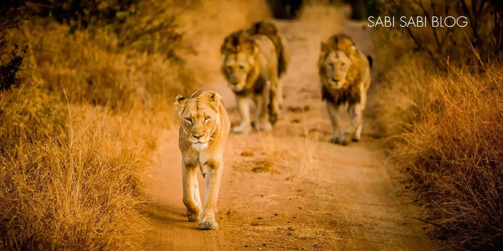 Pacote de viagem African Experience