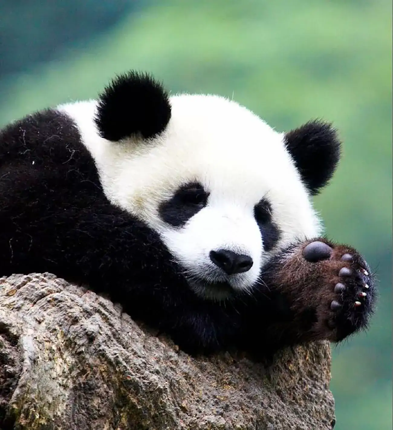 Pacote de viagem China Espetacular e Encantos do Urso Panda
