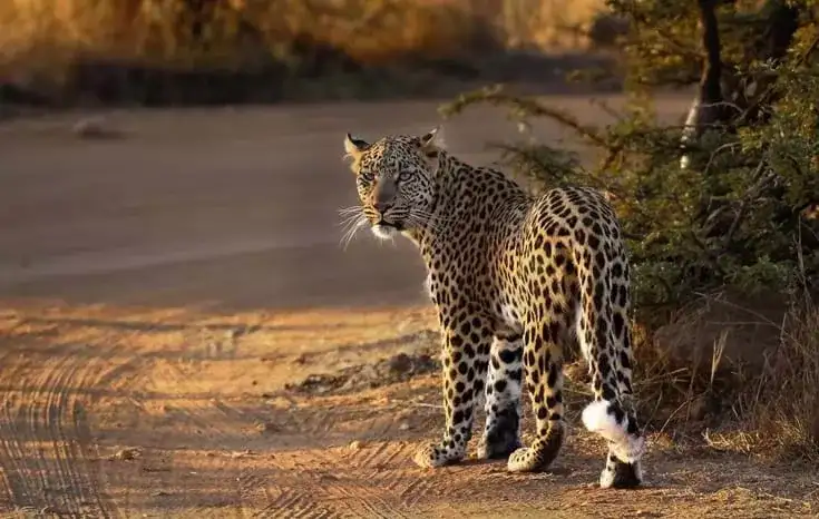 Pacote de viagem Cape Town & Safári na Reserva Privativa Shamwari