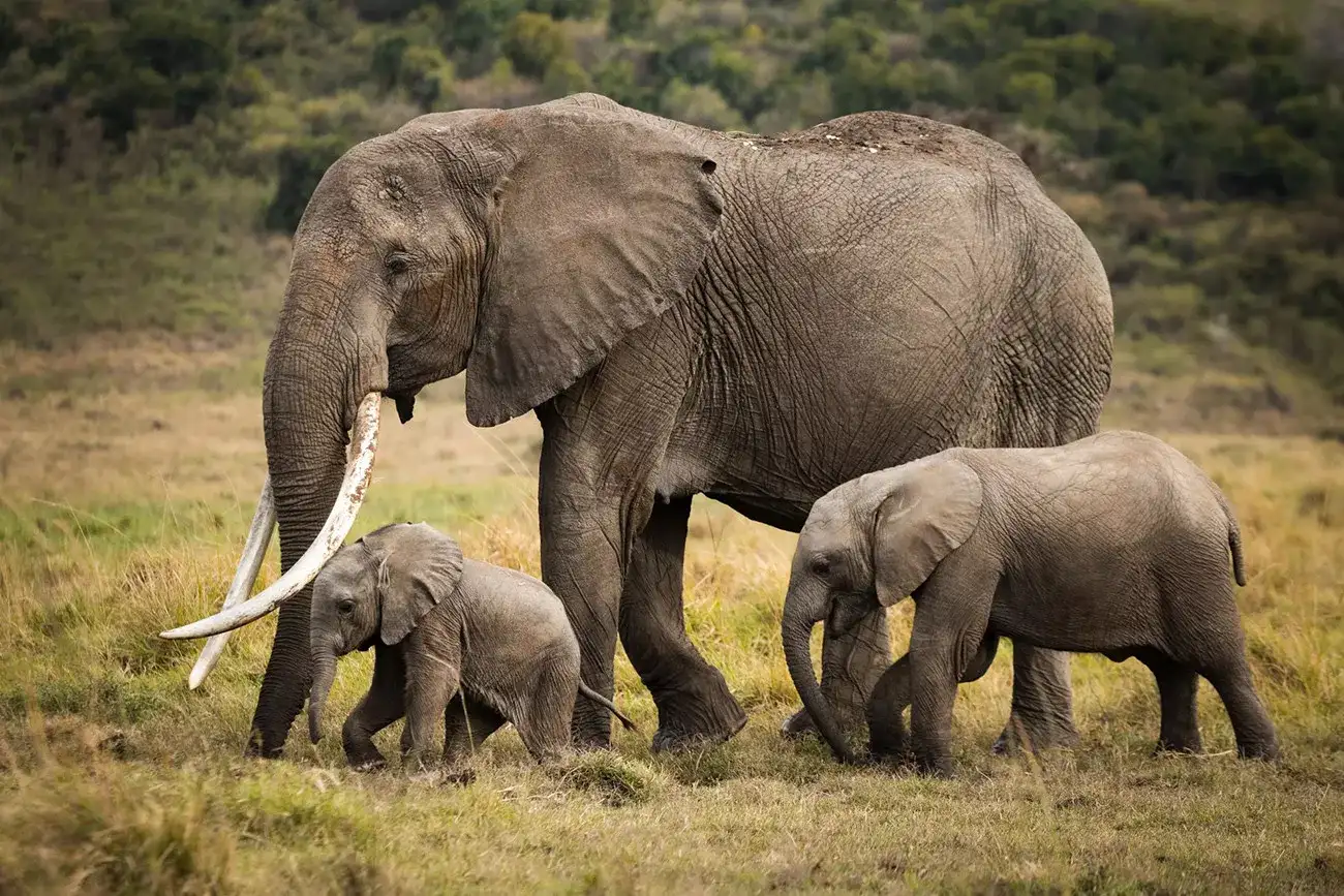 Safari Deluxe em Angama Mara