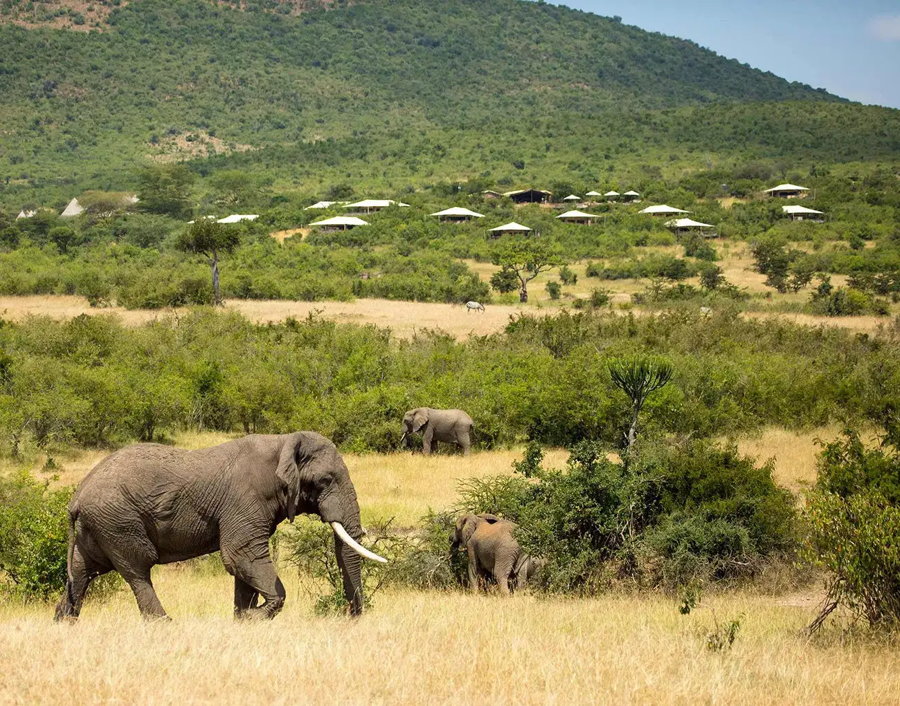Pacote de viagem Safari Luxury no Mara Bushtops