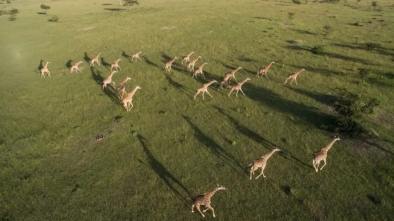 Pacote de viagem Tanzânia e Safári em 4x4 no Klein's Camp