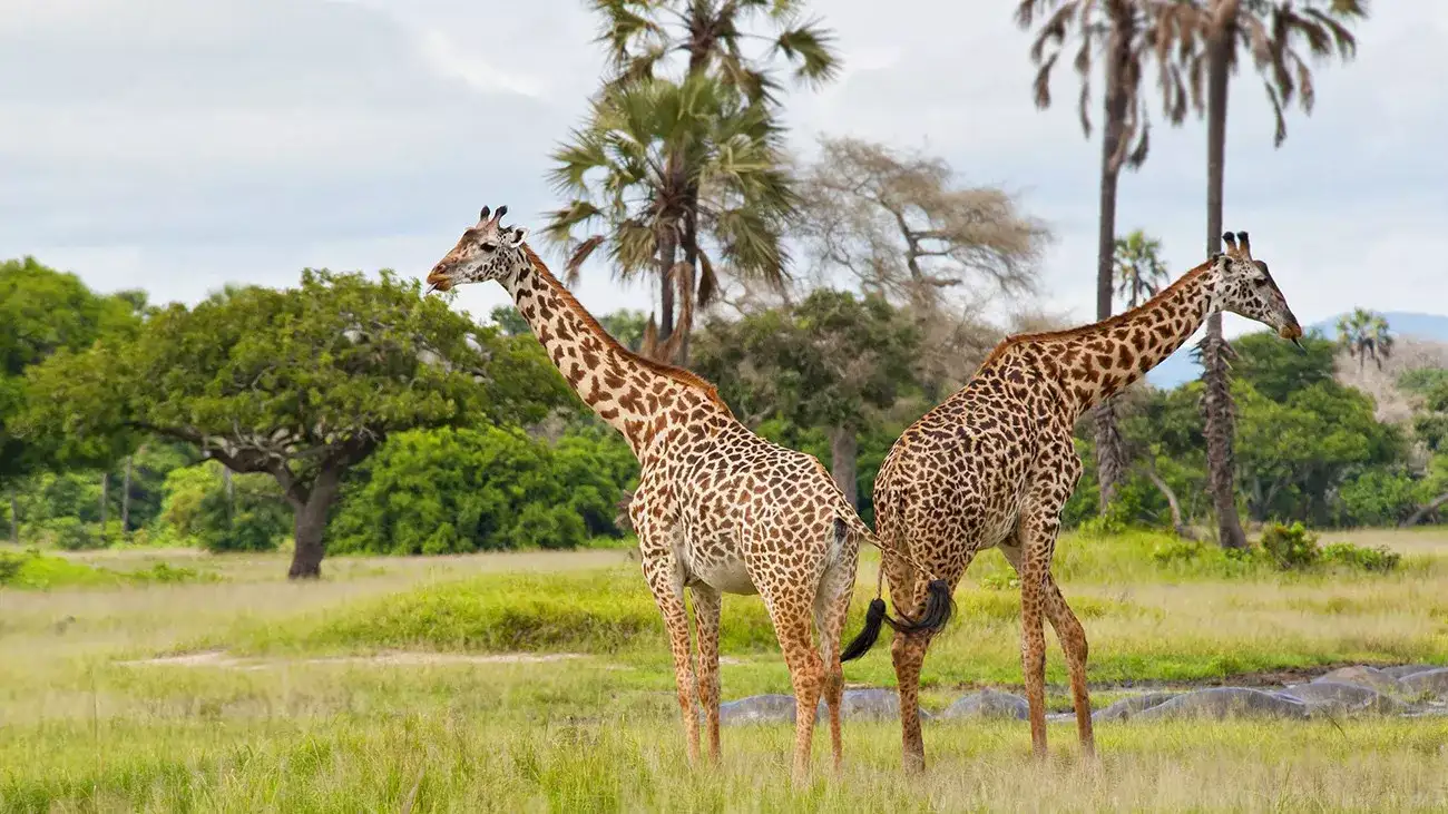 Pessoa contemplando o mar