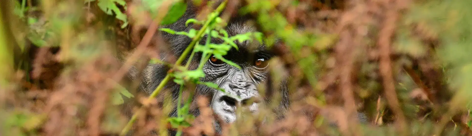 Pacote de viagem Ruanda Primate Safari