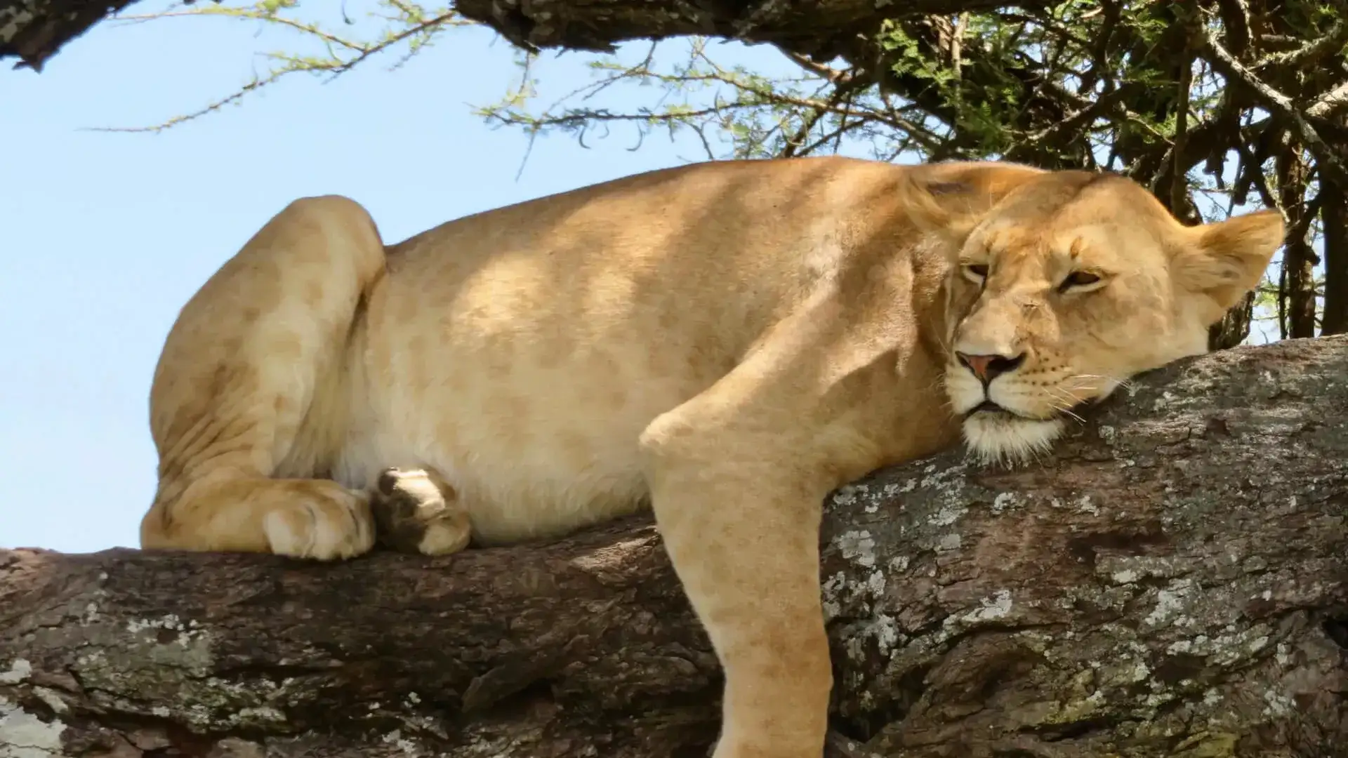 Pacote de viagem Simply Kenya & Tanzania