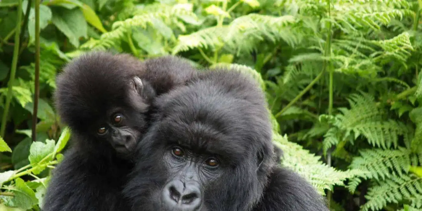 Ruanda Bisate