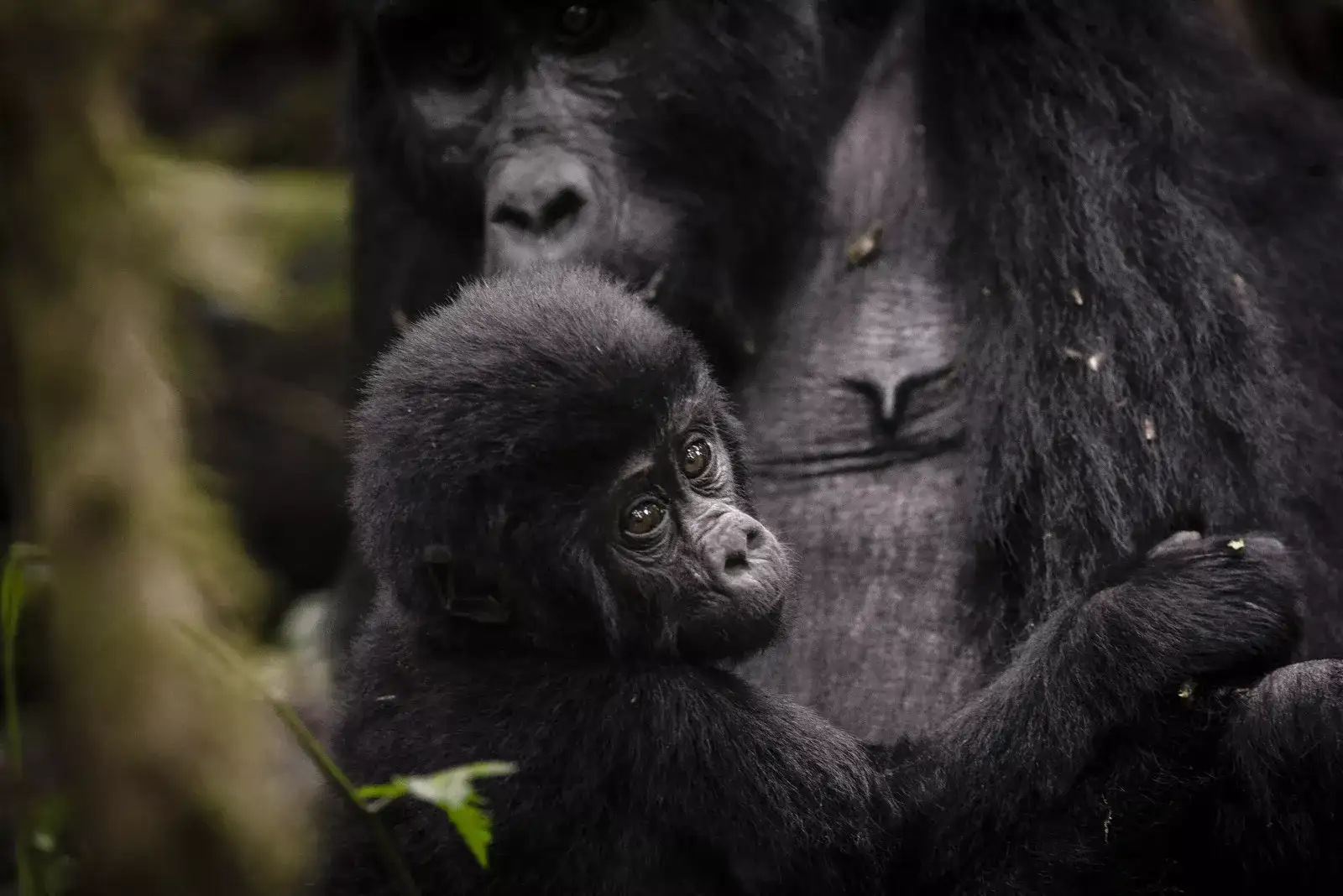 Pacote de viagem Clouds Mountain Gorilla