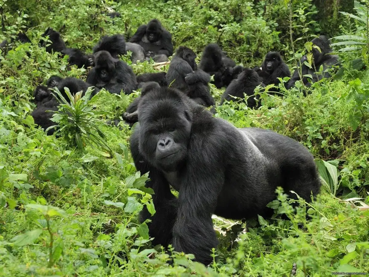 Pacote de viagem Volcanoes Bwindi Lodge