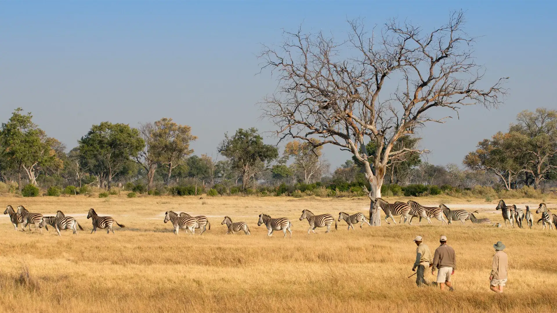 Pacote de viagem Africa's Finest