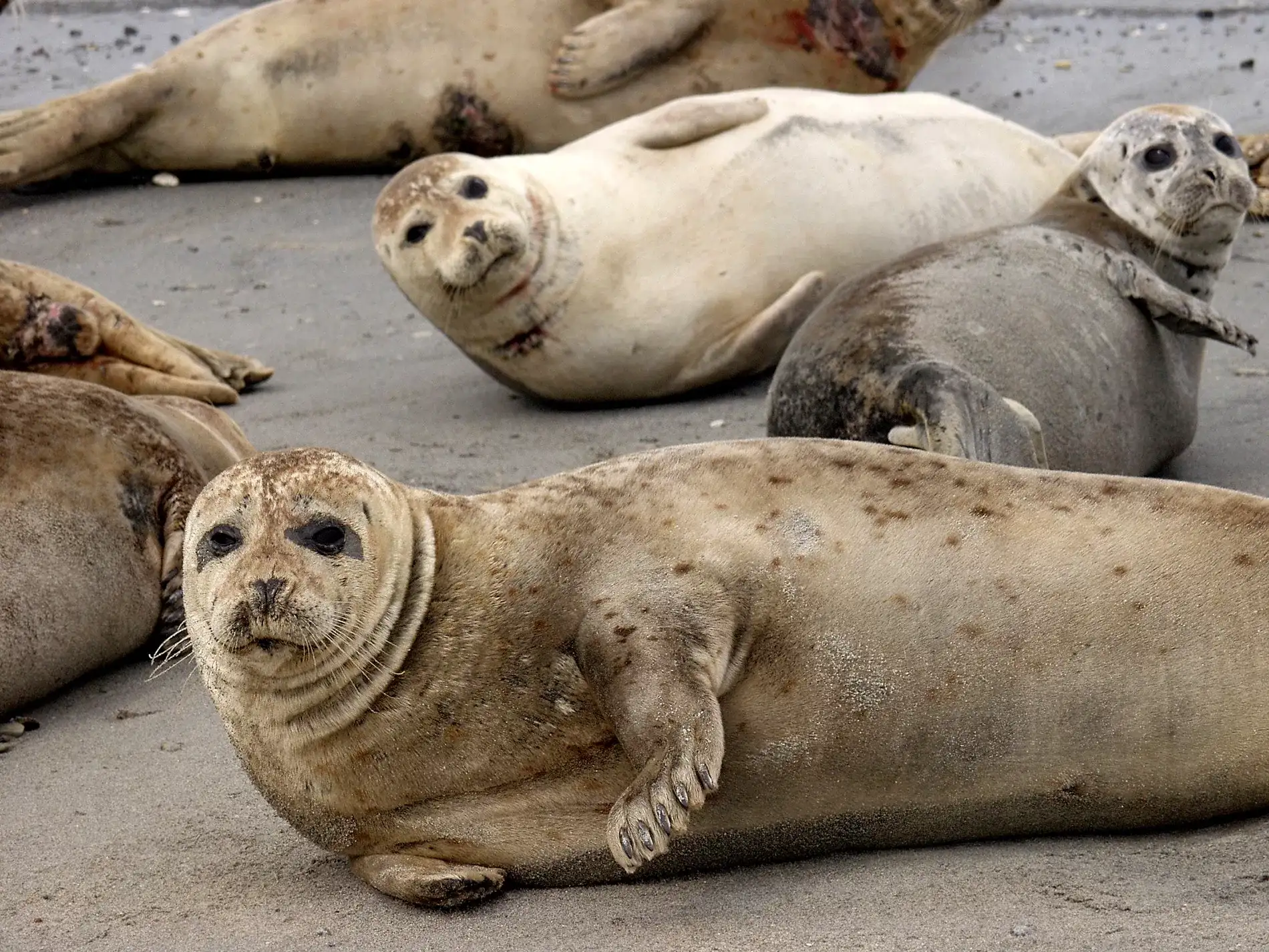 Focas na Finlândia 