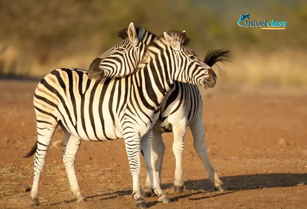 Safari em Sabi Sand & Table Mountain Tour – Deluxe