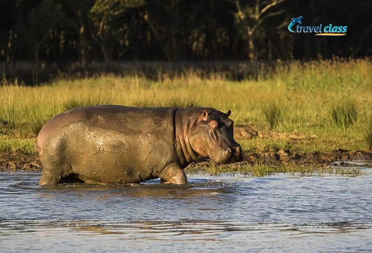 Safari em Sabi Sand & Table Mountain Tour – Deluxe
