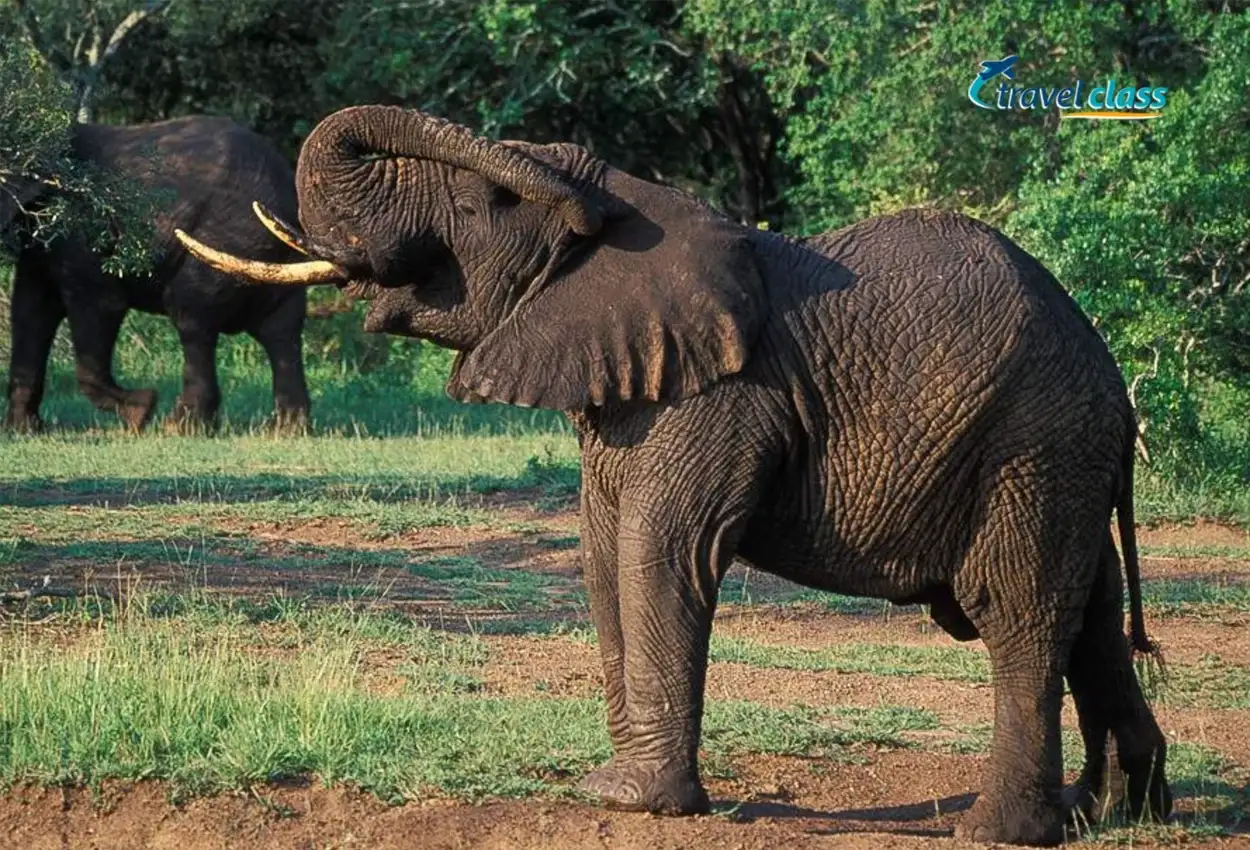 Safari Luxury em Phinda e Sabi Sand