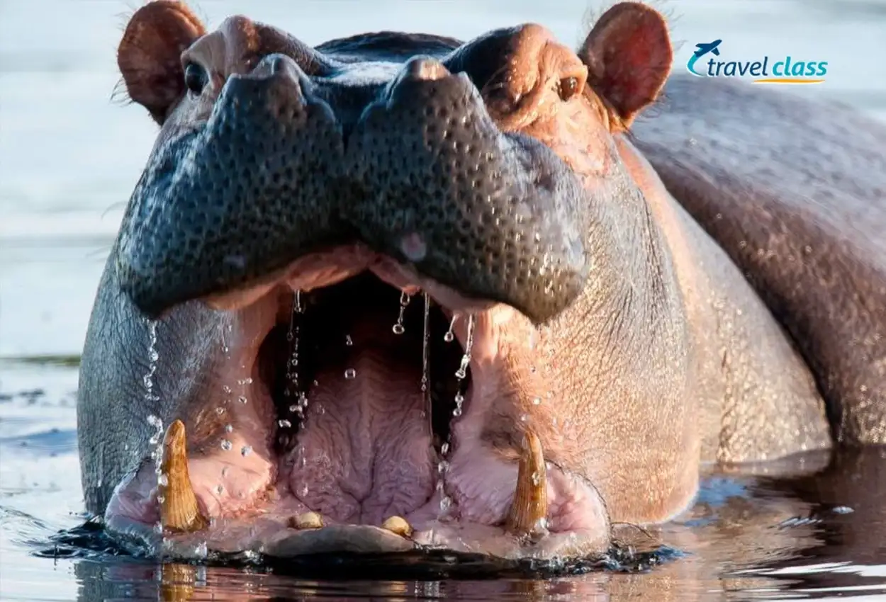 Safari em Sabi Sand & Table Mountain Tour – Deluxe