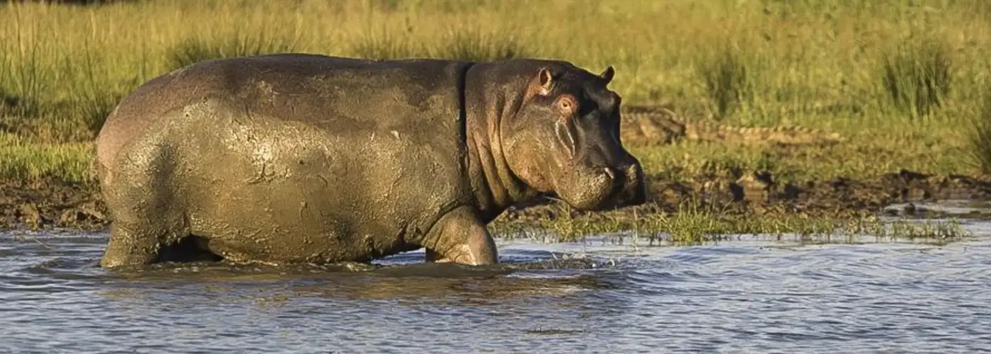 Pacote de viagem Safari Luxury em Phinda e Sabi Sand